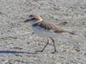 Kentish Plover.jpg